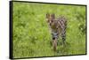 Africa. Tanzania. Serval cat, Leptailurus serval, hunting, Serengeti National Park.-Ralph H. Bendjebar-Framed Stretched Canvas