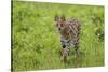 Africa. Tanzania. Serval cat, Leptailurus serval, hunting, Serengeti National Park.-Ralph H. Bendjebar-Stretched Canvas