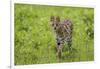 Africa. Tanzania. Serval cat, Leptailurus serval, hunting, Serengeti National Park.-Ralph H. Bendjebar-Framed Photographic Print