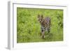 Africa. Tanzania. Serval cat, Leptailurus serval, hunting, Serengeti National Park.-Ralph H. Bendjebar-Framed Photographic Print