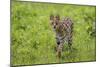 Africa. Tanzania. Serval cat, Leptailurus serval, hunting, Serengeti National Park.-Ralph H. Bendjebar-Mounted Photographic Print
