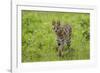 Africa. Tanzania. Serval cat, Leptailurus serval, hunting, Serengeti National Park.-Ralph H. Bendjebar-Framed Photographic Print