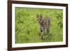 Africa. Tanzania. Serval cat, Leptailurus serval, hunting, Serengeti National Park.-Ralph H. Bendjebar-Framed Photographic Print