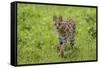 Africa. Tanzania. Serval cat, Leptailurus serval, hunting, Serengeti National Park.-Ralph H. Bendjebar-Framed Stretched Canvas