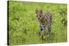 Africa. Tanzania. Serval cat, Leptailurus serval, hunting, Serengeti National Park.-Ralph H. Bendjebar-Stretched Canvas