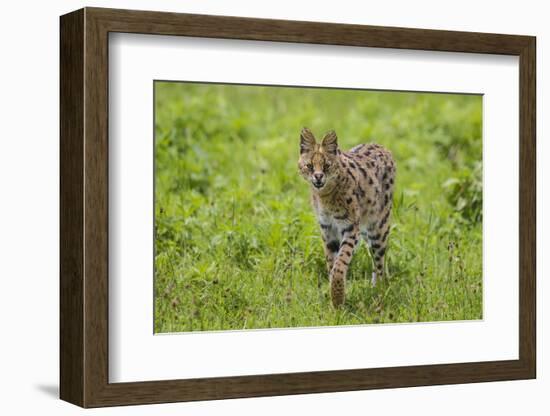 Africa. Tanzania. Serval cat, Leptailurus serval, hunting, Serengeti National Park.-Ralph H. Bendjebar-Framed Photographic Print