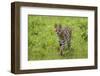 Africa. Tanzania. Serval cat, Leptailurus serval, hunting, Serengeti National Park.-Ralph H. Bendjebar-Framed Photographic Print