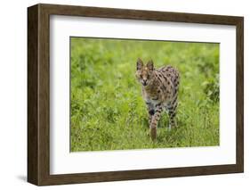 Africa. Tanzania. Serval cat, Leptailurus serval, hunting, Serengeti National Park.-Ralph H. Bendjebar-Framed Photographic Print