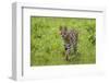 Africa. Tanzania. Serval cat, Leptailurus serval, hunting, Serengeti National Park.-Ralph H. Bendjebar-Framed Photographic Print