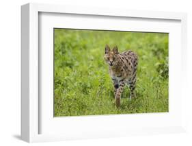 Africa. Tanzania. Serval cat, Leptailurus serval, hunting, Serengeti National Park.-Ralph H. Bendjebar-Framed Photographic Print