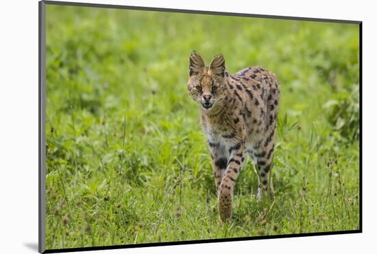 Africa. Tanzania. Serval cat, Leptailurus serval, hunting, Serengeti National Park.-Ralph H. Bendjebar-Mounted Photographic Print