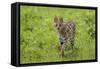 Africa. Tanzania. Serval cat, Leptailurus serval, hunting, Serengeti National Park.-Ralph H. Bendjebar-Framed Stretched Canvas