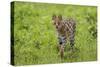 Africa. Tanzania. Serval cat, Leptailurus serval, hunting, Serengeti National Park.-Ralph H. Bendjebar-Stretched Canvas