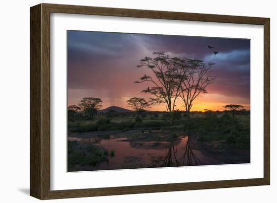 Africa. Tanzania. Sunset lights up a flock of Marabou storks in a marsh, Serengeti National Park.-Ralph H. Bendjebar-Framed Photographic Print