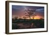 Africa. Tanzania. Sunset lights up a flock of Marabou storks in a marsh, Serengeti National Park.-Ralph H. Bendjebar-Framed Photographic Print