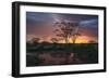 Africa. Tanzania. Sunset lights up a flock of Marabou storks in a marsh, Serengeti National Park.-Ralph H. Bendjebar-Framed Photographic Print