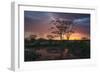 Africa. Tanzania. Sunset lights up a flock of Marabou storks in a marsh, Serengeti National Park.-Ralph H. Bendjebar-Framed Photographic Print