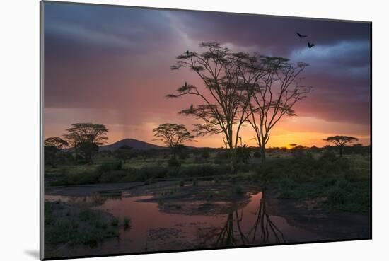 Africa. Tanzania. Sunset lights up a flock of Marabou storks in a marsh, Serengeti National Park.-Ralph H. Bendjebar-Mounted Photographic Print