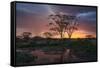 Africa. Tanzania. Sunset lights up a flock of Marabou storks in a marsh, Serengeti National Park.-Ralph H. Bendjebar-Framed Stretched Canvas