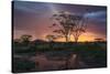 Africa. Tanzania. Sunset lights up a flock of Marabou storks in a marsh, Serengeti National Park.-Ralph H. Bendjebar-Stretched Canvas