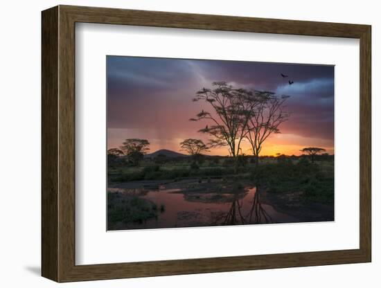 Africa. Tanzania. Sunset lights up a flock of Marabou storks in a marsh, Serengeti National Park.-Ralph H. Bendjebar-Framed Photographic Print