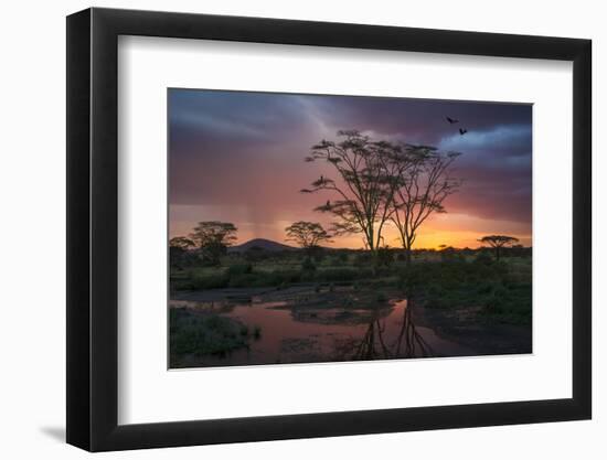 Africa. Tanzania. Sunset lights up a flock of Marabou storks in a marsh, Serengeti National Park.-Ralph H. Bendjebar-Framed Photographic Print