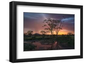 Africa. Tanzania. Sunset lights up a flock of Marabou storks in a marsh, Serengeti National Park.-Ralph H. Bendjebar-Framed Photographic Print