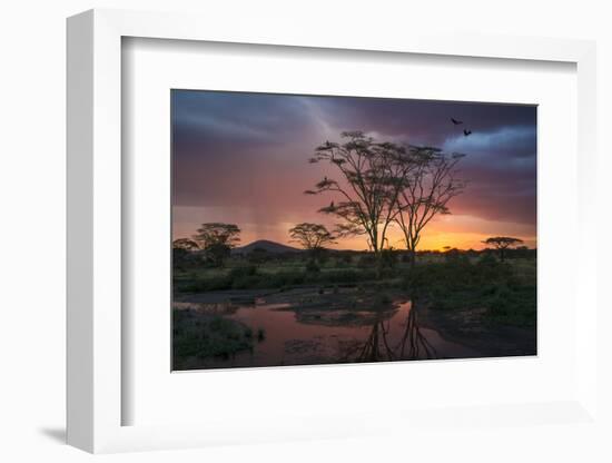 Africa. Tanzania. Sunset lights up a flock of Marabou storks in a marsh, Serengeti National Park.-Ralph H. Bendjebar-Framed Photographic Print