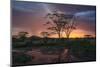 Africa. Tanzania. Sunset lights up a flock of Marabou storks in a marsh, Serengeti National Park.-Ralph H. Bendjebar-Mounted Photographic Print