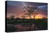 Africa. Tanzania. Sunset lights up a flock of Marabou storks in a marsh, Serengeti National Park.-Ralph H. Bendjebar-Stretched Canvas