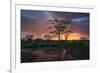 Africa. Tanzania. Sunset lights up a flock of Marabou storks in a marsh, Serengeti National Park.-Ralph H. Bendjebar-Framed Photographic Print