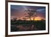 Africa. Tanzania. Sunset lights up a flock of Marabou storks in a marsh, Serengeti National Park.-Ralph H. Bendjebar-Framed Photographic Print