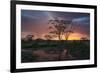 Africa. Tanzania. Sunset lights up a flock of Marabou storks in a marsh, Serengeti National Park.-Ralph H. Bendjebar-Framed Photographic Print