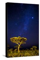 Africa. Tanzania. The Milky Way illuminate the night sky at Ndutu in Serengeti National Park.-Ralph H. Bendjebar-Stretched Canvas