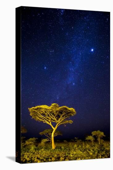 Africa. Tanzania. The Milky Way illuminate the night sky at Ndutu in Serengeti National Park.-Ralph H. Bendjebar-Stretched Canvas