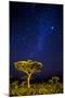 Africa. Tanzania. The Milky Way illuminate the night sky at Ndutu in Serengeti National Park.-Ralph H. Bendjebar-Mounted Photographic Print