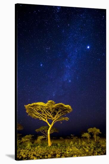 Africa. Tanzania. The Milky Way illuminate the night sky at Ndutu in Serengeti National Park.-Ralph H. Bendjebar-Stretched Canvas