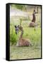 Africa, Tanzania. Two young giraffe sit together.-Ellen Goff-Framed Stretched Canvas