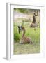 Africa, Tanzania. Two young giraffe sit together.-Ellen Goff-Framed Photographic Print