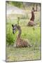 Africa, Tanzania. Two young giraffe sit together.-Ellen Goff-Mounted Photographic Print