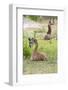 Africa, Tanzania. Two young giraffe sit together.-Ellen Goff-Framed Photographic Print