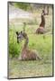 Africa, Tanzania. Two young giraffe sit together.-Ellen Goff-Mounted Photographic Print
