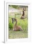 Africa, Tanzania. Two young giraffe sit together.-Ellen Goff-Framed Photographic Print