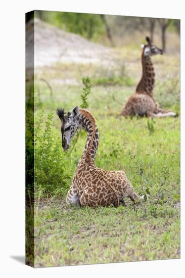 Africa, Tanzania. Two young giraffe sit together.-Ellen Goff-Stretched Canvas