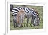 Africa, Tanzania. Two zebra graze with its brownish foal.-Ellen Goff-Framed Photographic Print