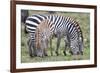 Africa, Tanzania. Two zebra graze with its brownish foal.-Ellen Goff-Framed Photographic Print