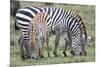 Africa, Tanzania. Two zebra graze with its brownish foal.-Ellen Goff-Mounted Photographic Print