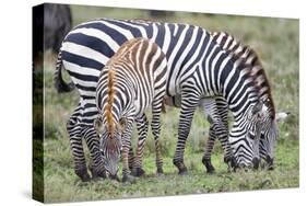 Africa, Tanzania. Two zebra graze with its brownish foal.-Ellen Goff-Stretched Canvas