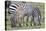 Africa, Tanzania. Two zebra graze with its brownish foal.-Ellen Goff-Stretched Canvas