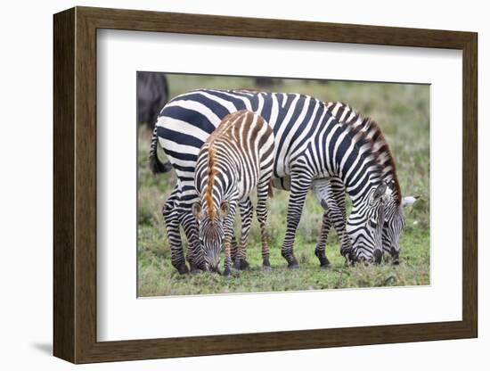 Africa, Tanzania. Two zebra graze with its brownish foal.-Ellen Goff-Framed Photographic Print